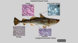 Ткани животных