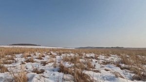 Охота на фазана. Приморский край 2023