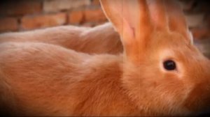 Бургундский мясной кролик