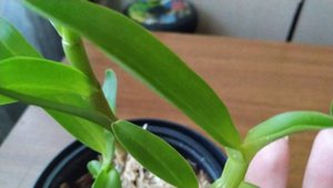 Как растут детки Дендробиума