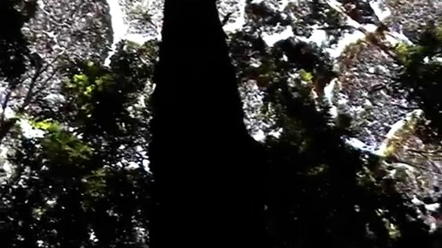 Dryobalanops aromatica (Camphor Tree) Crown Shyness @ FRIM, Malaysia смотреть онлайн