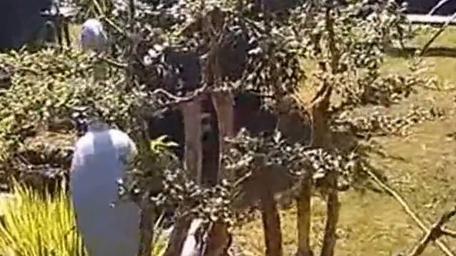 Common Privet ( Ligustrum Vulgare) Bonsai in training смотреть онлайн