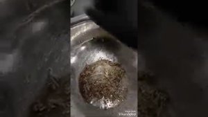 Цыпленок корнишон   Табака