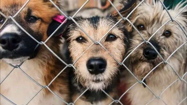 Щенок был брошен на произвол судьбы, потому что владелец не хотел тратить на него деньги, невероятн смотреть онлайн