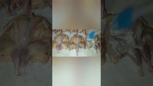 Перепела на мангале. Маринад для перепелов! СОЧНОЕ МЯСО СУПЕР!!