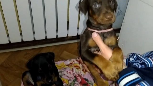 Щенки добермана 1 месяц смотреть онлайн