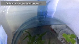 Первый нерест петушков супер дельта