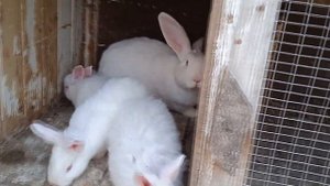 что надо знать , когда крольчиха окролилась....