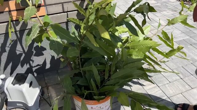 КОТ СБЕЖАЛ,СОБАКА ЕДЕТ В МАШИНЕ. ГУЛЯЕМ. НИКА ЛАЙФ смотреть онлайн