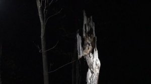 рыбный Филин