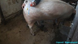??Внутриматочное осеменение в домашних условиях!!!