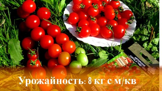 «По ведру с куста»: 10 самых урожайных и сладких томатов, которые я сажаю из года в год на участке смотреть онлайн