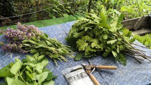 Заготовка дубовых веников для бани