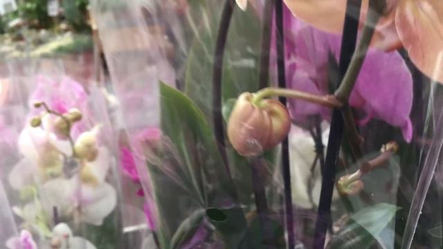 Шикарный завоз орхидей в Оби 24.04.2019 г. Несравненная Леди Мармелад на дуге ! смотреть онлайн