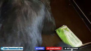 СУМБУРНЫЙ ВЛОГ | Шимпанзе сама ходит в туалет! Дан Запашный умеет всё и сразу))