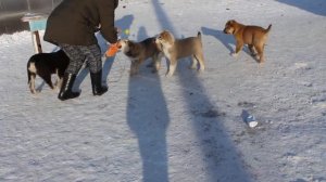 Щенки Среднеазиатской овчарки 3 месяца. Продажа