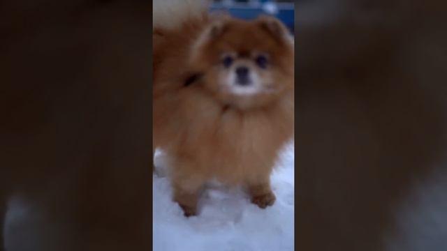 Mr.kitty After Pom смотреть онлайн