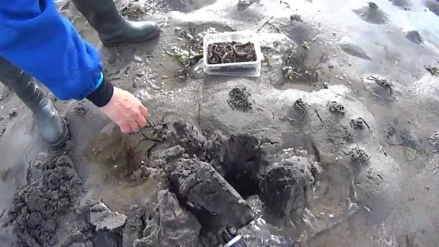 Карелия 2015. Чупа. Копка морских червей. смотреть онлайн