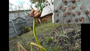 "Вечный" ЛУК - многоярусный .Сажаешь  один раз- а урожай на всю жизнь!