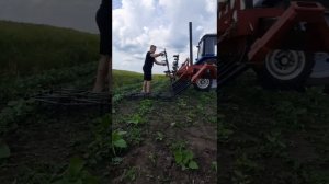 MTZ 892 and BZP-8 .Производим боронование подсолнечника  по всходам!