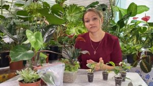 КАК ПРАВИЛЬНО УКОРЕНИТЬ ЛЮБОЙ ЧЕРЕНОК? Все СЕКРЕТЫ укоренения.