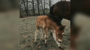 Цыганская лошадь пони
