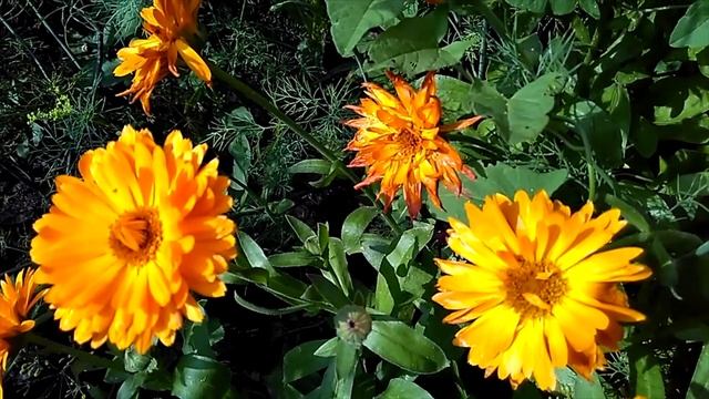 Календула в Сибири_Calendula in Siberia