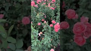 Лучшая японочка)?Коралл желе?