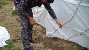 Обрезка лозы винограда без сучка замещения.