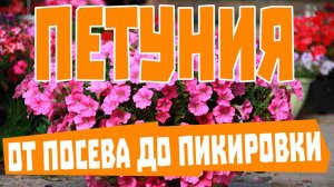 Петуния из семян: от посева до пикировки