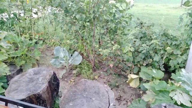 Маринуем огурцы! Букет на Маковея! смотреть онлайн