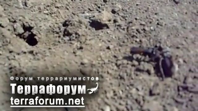 Дорожная оса враг паука. Anoplius viaticus