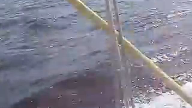 Из Пионерска в Питер смотреть онлайн