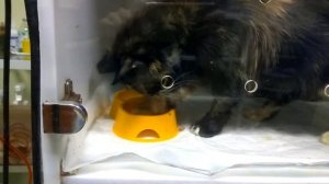 Кошка ест лапой из миски