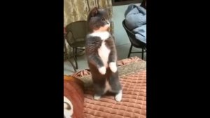 Кот встал на гимн СССР