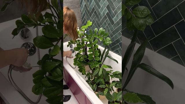 Горячий душ для комнатных растений ?