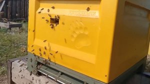 КАКОЙ УЛЕЙ ЛУЧШЕ? ВЫБОР ТИПА УЛЬЯ. ЛИЧНЫЙ ОПЫТ.Улей МЕДВЕДЬ на пасеке МЕДВЕДЬ