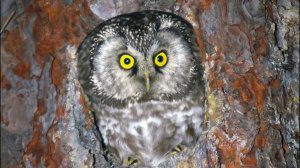 Сыч мохноногий (Aegolius funereus) - Boreal owl