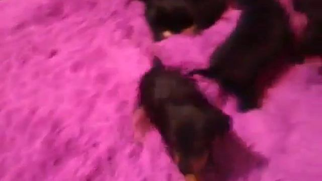 Щенки Карликового Добермана Пинчера Цвергпинчер смотреть онлайн