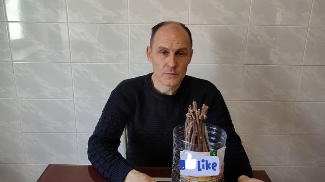 Киви Карпат Стратона Валентайн , укоренение черенков . смотреть онлайн