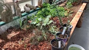 Мульчирование зимней теплицы (вегитария) Канада