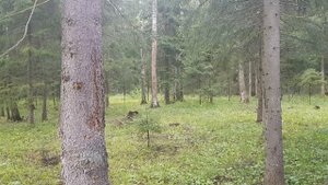 купить лесной участок | 20 соток, цена 6 000 000 рублей | участок в лесу