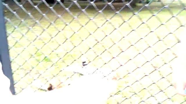 что интересного можно увидеть зоо парке смотреть онлайн