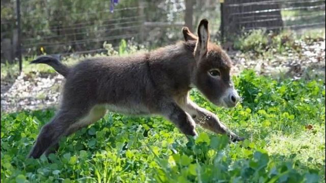 Сказка про упрямого ослика. смотреть онлайн