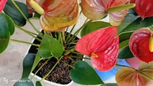 Potato cinnamon powder mixture helps anthurium bloom | love anthuriums