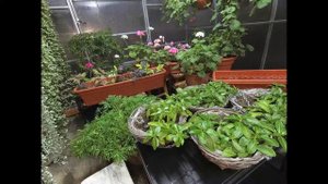 КАТАРАНТУС ПОДГОТОВКА К ЗИМОВКЕ! ПЕРЕСАДКА МАТОЧНОГО КУСТИКА. ОСЕННЕЕ ЧЕРЕНКОВАНИЕ ДЛЯ СОХРАНЕНИЯ.