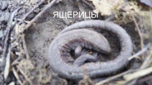 Где зимуют ящерицы.