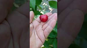 черешня сорта Алая