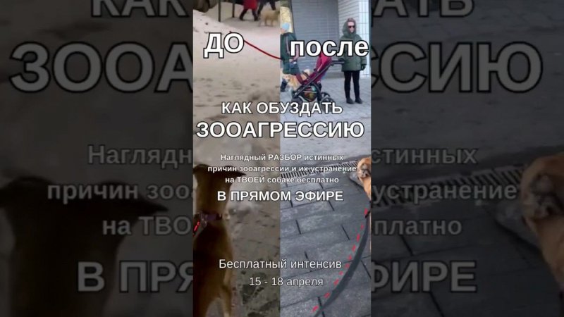как обуздать  ЗООАГРЕССИЮбесплатный интенсив⚡️15-18 апреля#животные