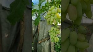 Рекордсмены. Самые крупные и самые ранние сорта и гибридные формы винограда